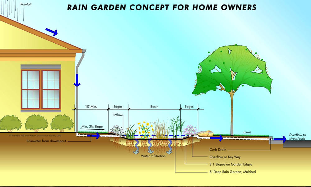 All About Rain Gardens – What They Are & How to Build One