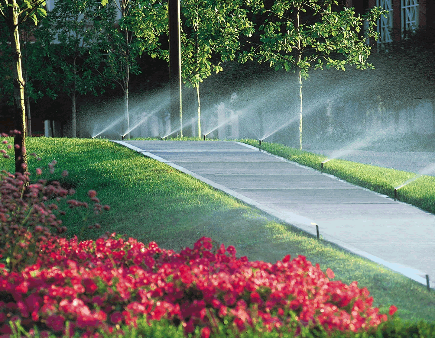 sprinklers watering grass by walkway