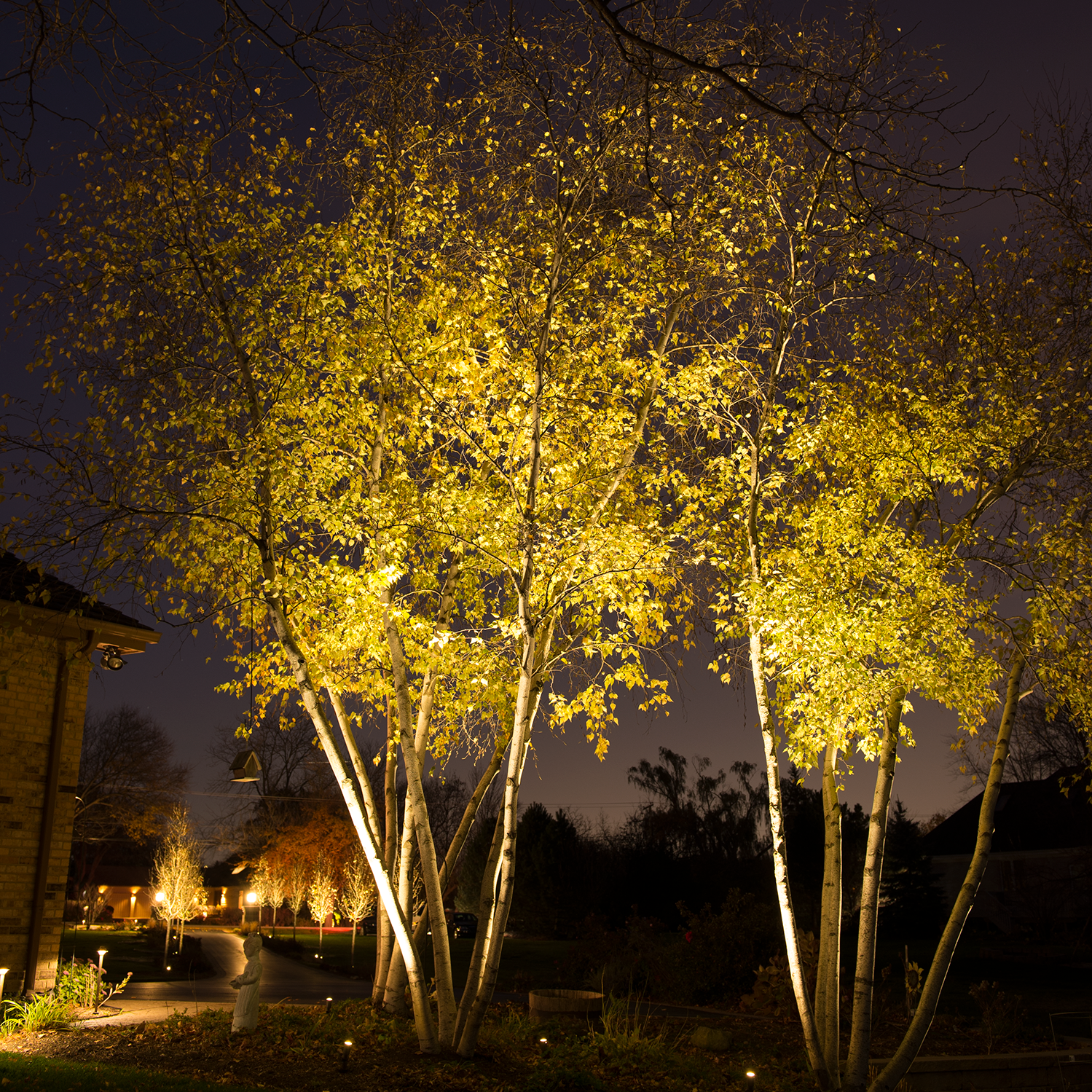 Lighting trees. Подсветка деревьев. Декоративная подсветка деревьев. Прожекторная подсветка деревьев. Декоративная подсветка деревьев прожекторами.